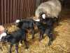 pecore romanov nuovi nati